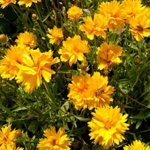 Coreopsis grandiflora Sunray - Pépinière La Forêt