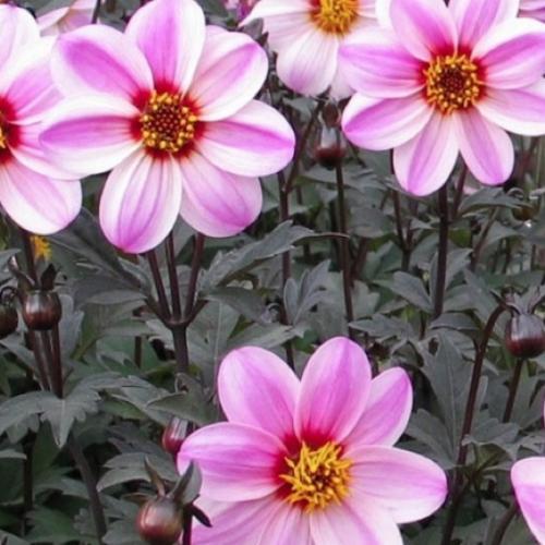 Dahlia Mystic Dreamer ® - Pépinière La Forêt