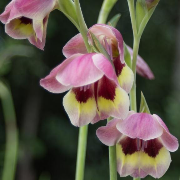 Gladiolus papilio - Pépinière La Forêt