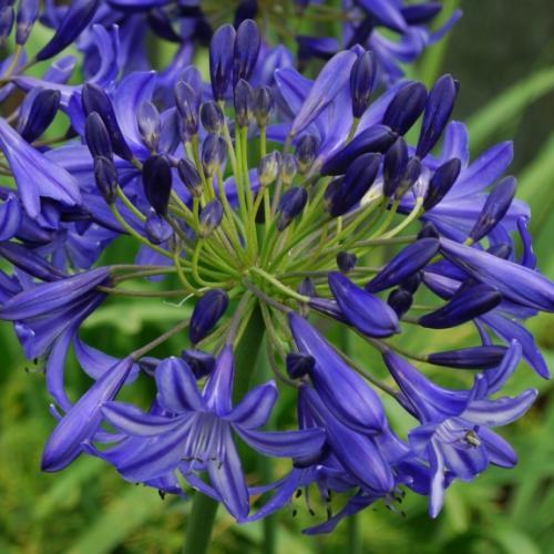 Agapanthus Northern Star ®  - Pépinière La Forêt