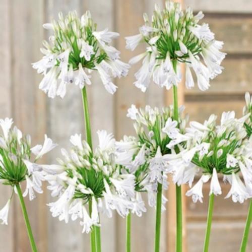 Agapanthus Pavlova ® - Pépinière La Forêt