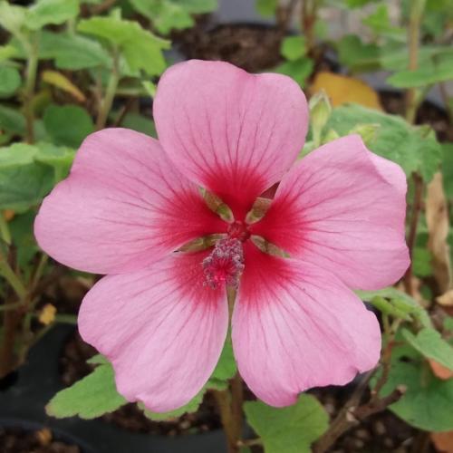 Anisodontea capensis El Rayo - Pépinière La Forêt