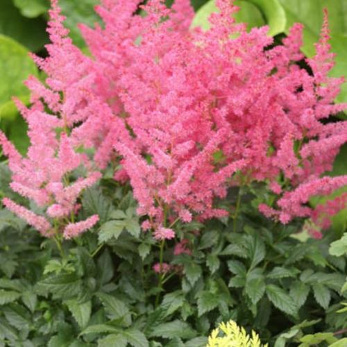 Astilbe Little Vision in Pink ® - Pépinière La Forêt