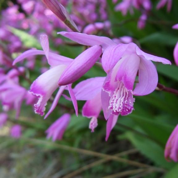 Orchidée vivace Bletilla striata - Pépinière La Forêt