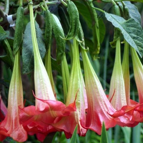 Brugmansia Double Red - Pépinière La Forêt