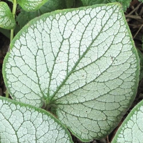 Brunnera macrophylla Silver Spear ® - Pépinière La Forêt