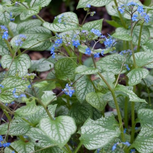 Brunnera macrophylla Silver Spear ® - Pépinière La Forêt