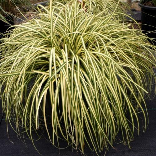 Carex oshimensis 'Evergold' - Pépinière La Forêt