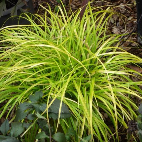 Carex oshimensis Everillo ® - Pépinière La Forêt