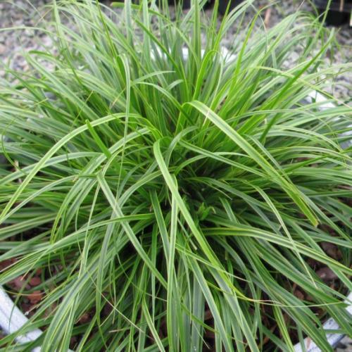 Carex oshimensis Everlime ® - Pépinière La Forêt