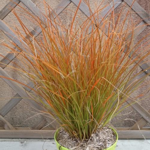 Carex testacea Prairie Fire - Pépinière La Forêt