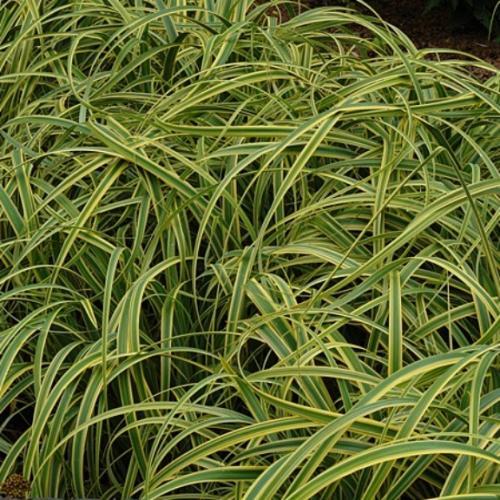 Carex trifida Rekohu Sunrise ® - Pépinière La Forêt