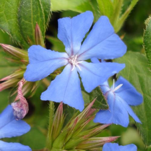 Ceratostigma  willmottianum - Pépinière La Forêt