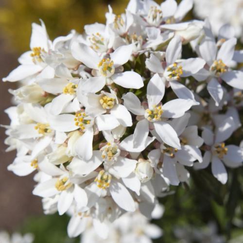 Choisya ternata White Dazzler ® - Pépinière La Forêt