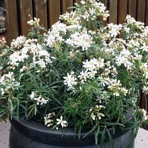 Choisya ternata White Dazzler ® - Pépinière La Forêt