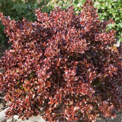 Coprosma Fire Burst ® - Pépinière La Forêt