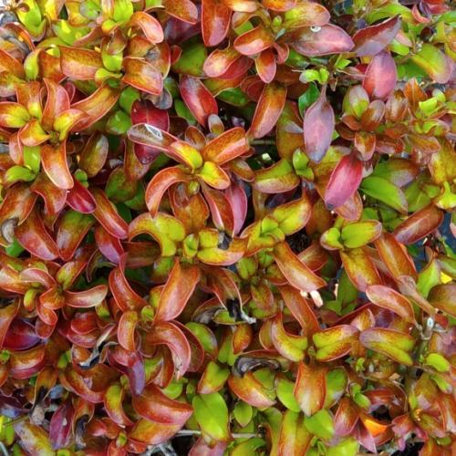 Coprosma Pina Colada ® - Pépinière La Forêt