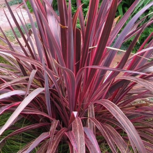 Cordyline x banksii Electric Pink ® - Pépinière La Forêt