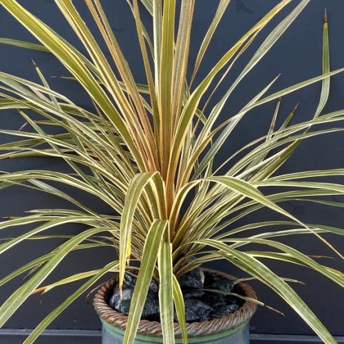 Cordyline Torbay Dazzler - Pépinière La Forêt