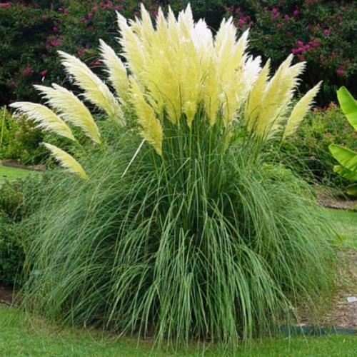 Cortaderia selloana Pumila - Pépinière La Forêt