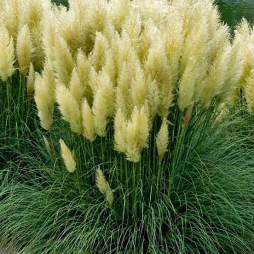 Cortaderia selloana Pumila - Pépinière La Forêt