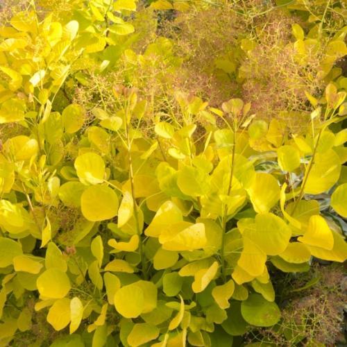 Cotinus Golden Spirit ® - Pépinière La Forêt