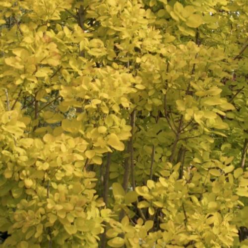 Cotinus Golden Spirit ® - Pépinière La Forêt