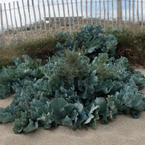 Crambe maritima - Pépinière La Forêt