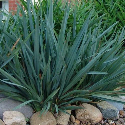 Dianella caerulea Cassa Blue ®  - Pépinière La Forêt