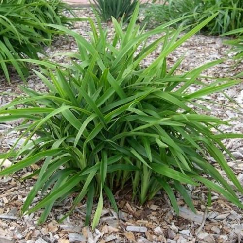 Dianella caerulea Little Jess ® - Pépinière La Forêt