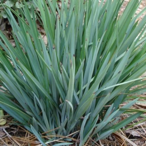 Dianella caerulea Little Rev ® - Pépinière La Forêt