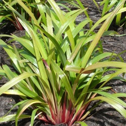 Dianella tamanica Tas Red ® - Pépinière La Forêt