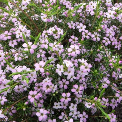 Diosma hirsuta Pink Fountain - Pépinière La Forêt