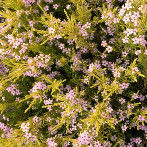 Diosma hirsuta Sunset Gold - Pépinière La Forêt