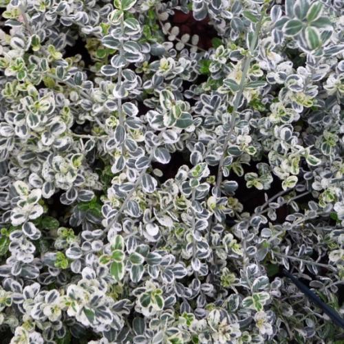 Euonymus fortunei Silver Carpet ® - Pépinière La Forêt