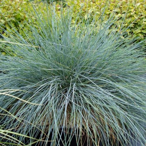 Festuca glauca Intense Blue ® - Pépinière La Forêt