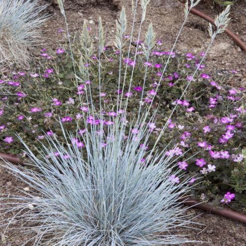 Festuca glauca Intense Blue ® - Pépinière La Forêt