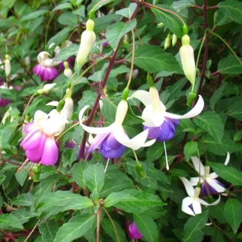 Fuchsia Blue Sarah - Pépinière La Forêt