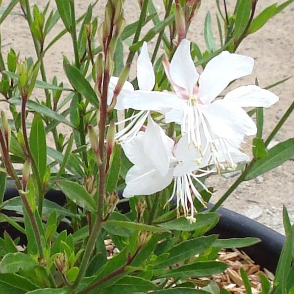 Gaura Lindheimeri White dove ® - Pépinière La Forêt