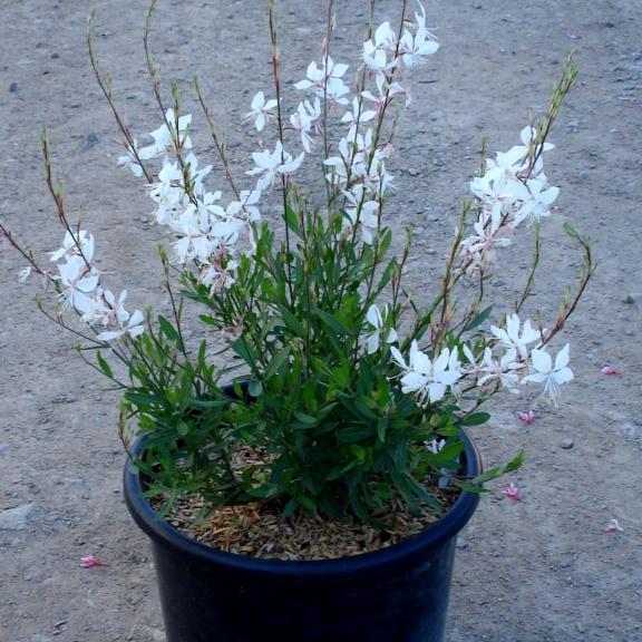 Gaura Lindheimeri White dove ® - Pépinière La Forêt