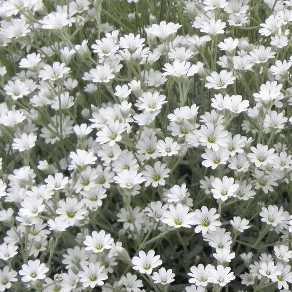 Gypsophila repens Filou White - Pépinière La Forêt