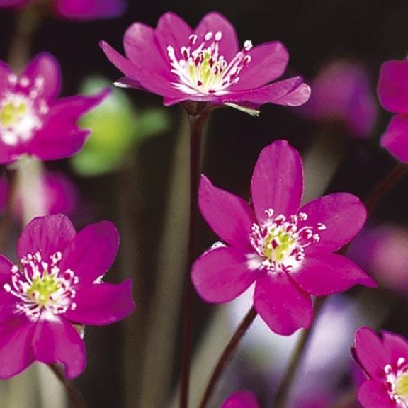 Hepatica Red Forest ® - Pépinière La Forêt