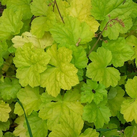 Heuchera World Caffé ®   Romano ® - Pépinière La Forêt