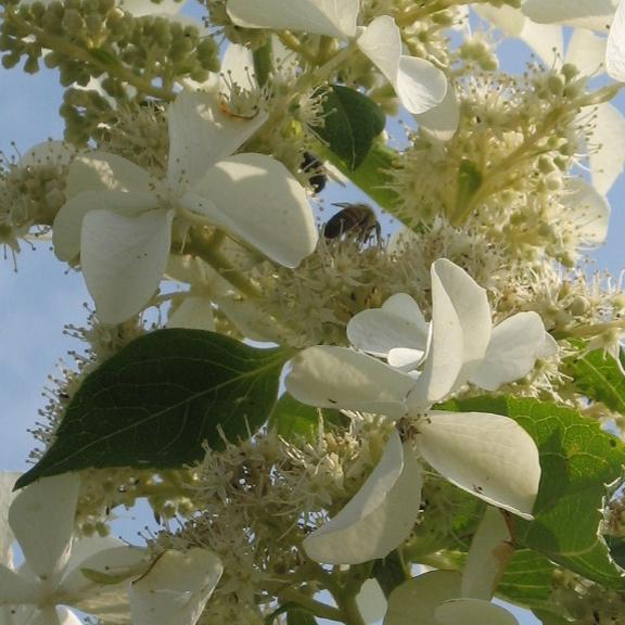 Hydrangea paniculata Levana ® - Pépinière La Forêt