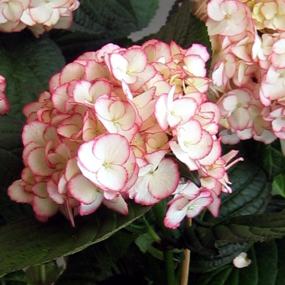 Hydrangea macrophylla Sabrina ® - Pépinière La Forêt