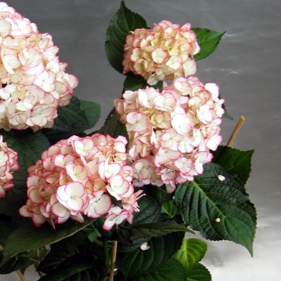 Hydrangea macrophylla Sabrina ® - Pépinière La Forêt