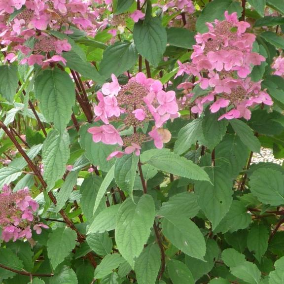 Hydrangea paniculata Wims Red ® - Pépinière La Forêt