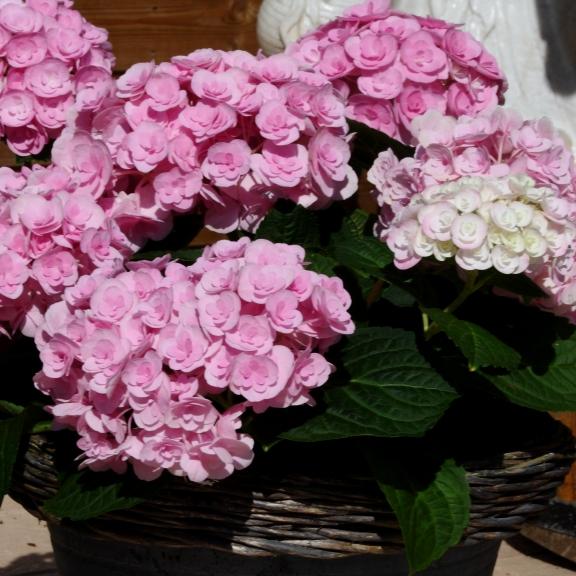 Hydrangea macrophylla You&Me ® Love ® - Pépinière La Forêt