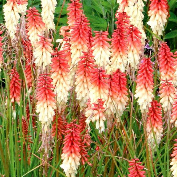 Kniphofia Orange Vanilla Popsicle ® - Pépinière La Forêt