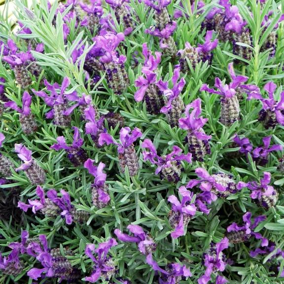 Lavandula stoechas Devonshire Compact - Pépinière La Forêt